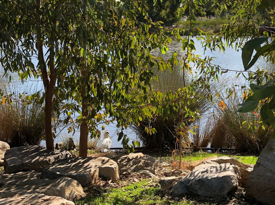 Oaklands Wetland景点图片