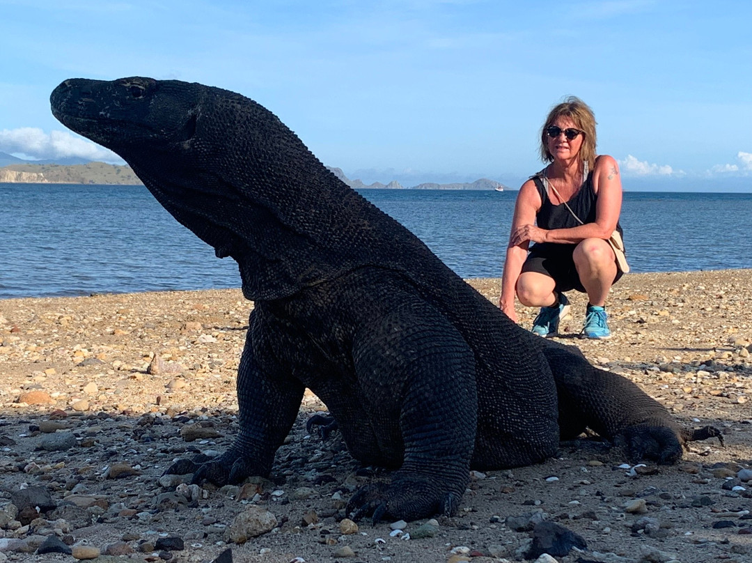 Komodo Bright Tour-登巴萨必去景点