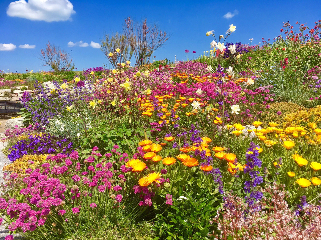 Sandown Castle Community Garden景点图片