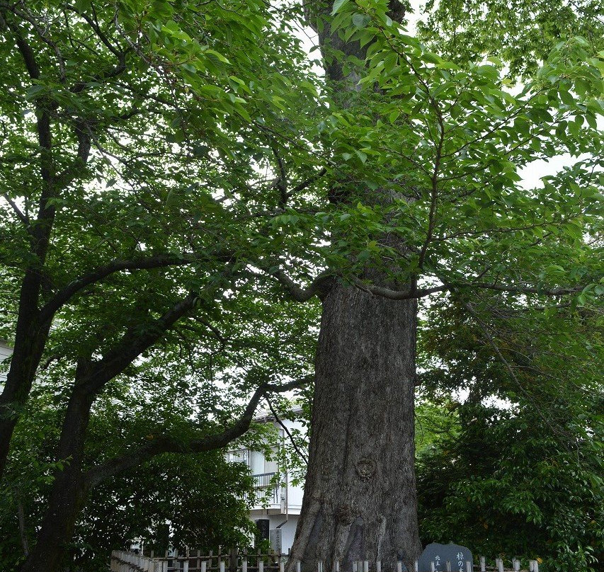Saifuku-ji Temple景点图片