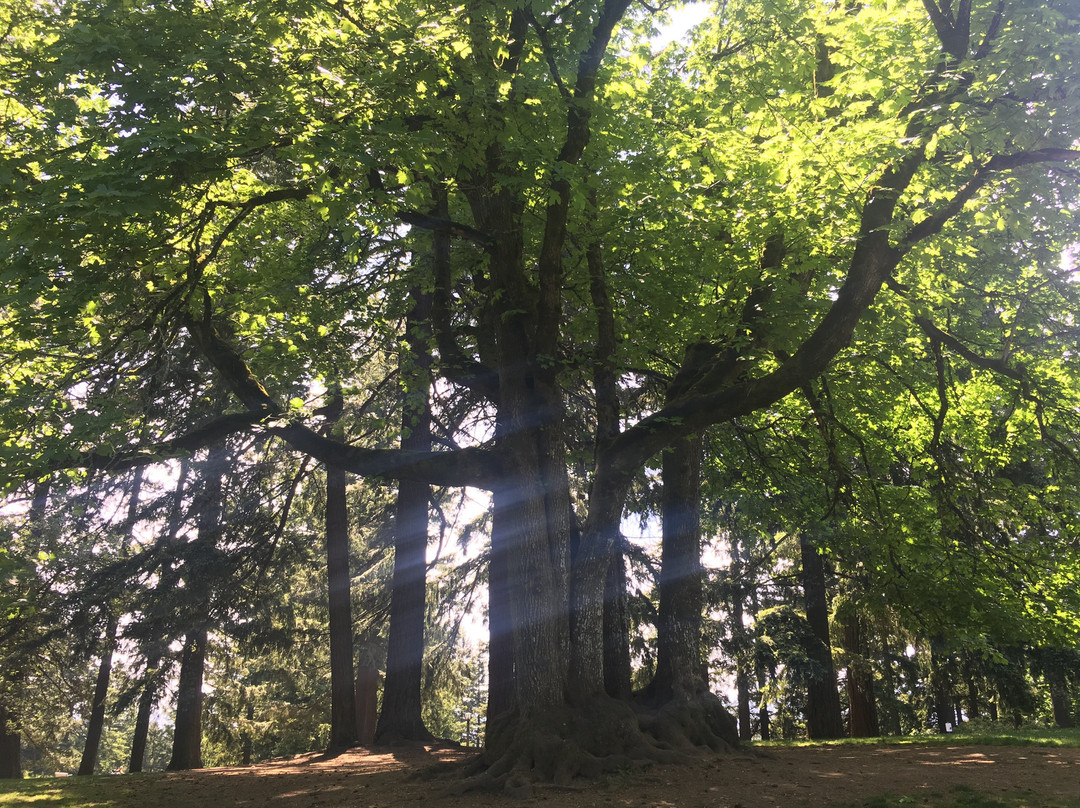 Mount Tabor Park景点图片
