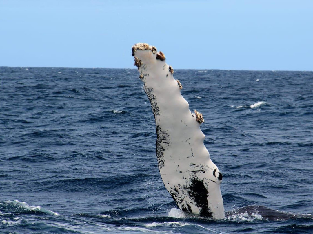 Whale Watching mit CaboKaiTours-萨尔雷必去景点