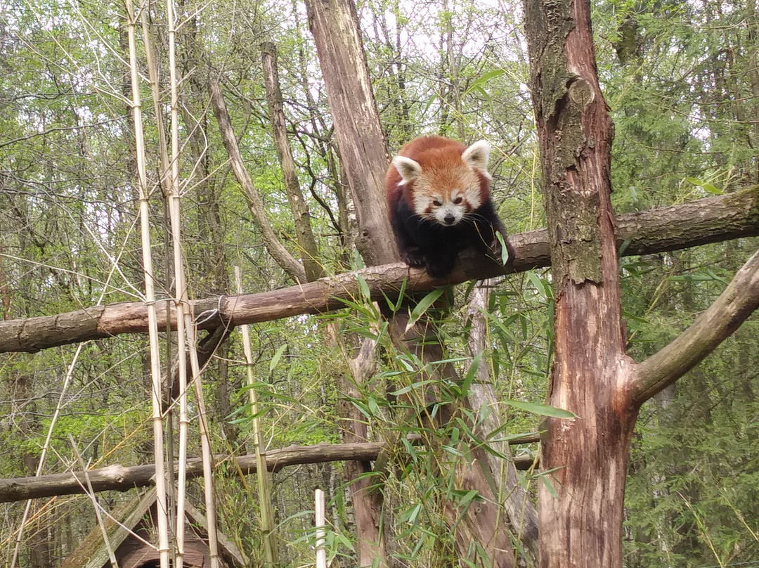 Le Monde Sauvage Safari Parc-艾瓦耶必去景点
