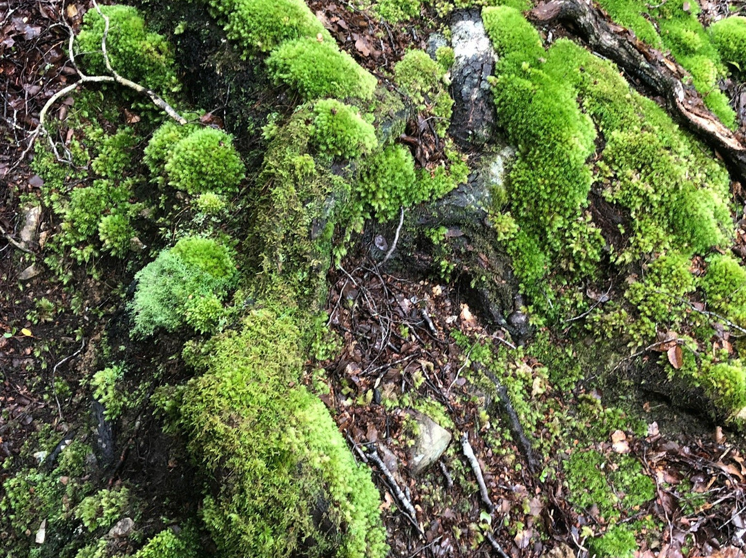 Orongorongo Track景点图片