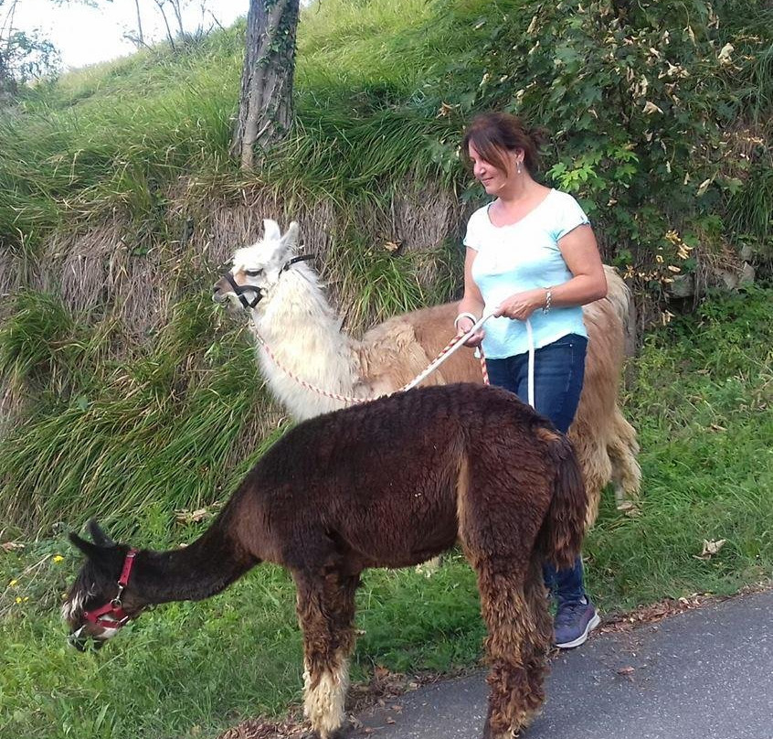 A passeggio con i Lama e gli Alpaca nelle colline selvagge del Monferrato-Cavatore必去景点