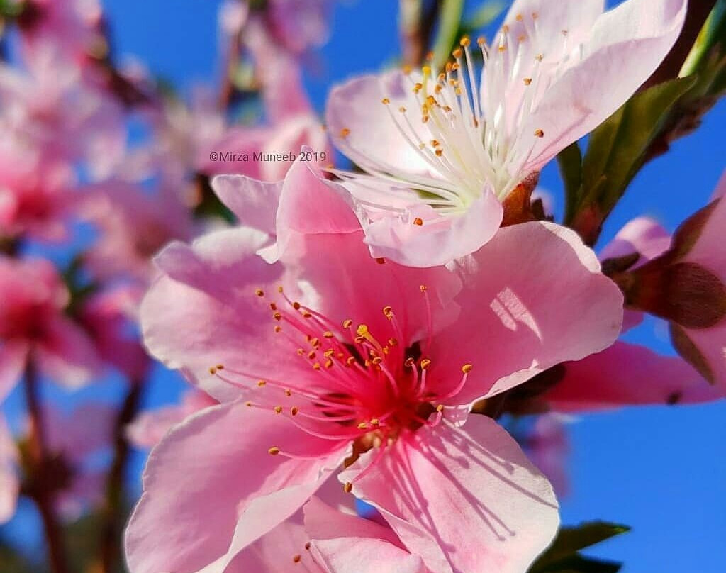 Badamwari Garden-斯利那加必去景点