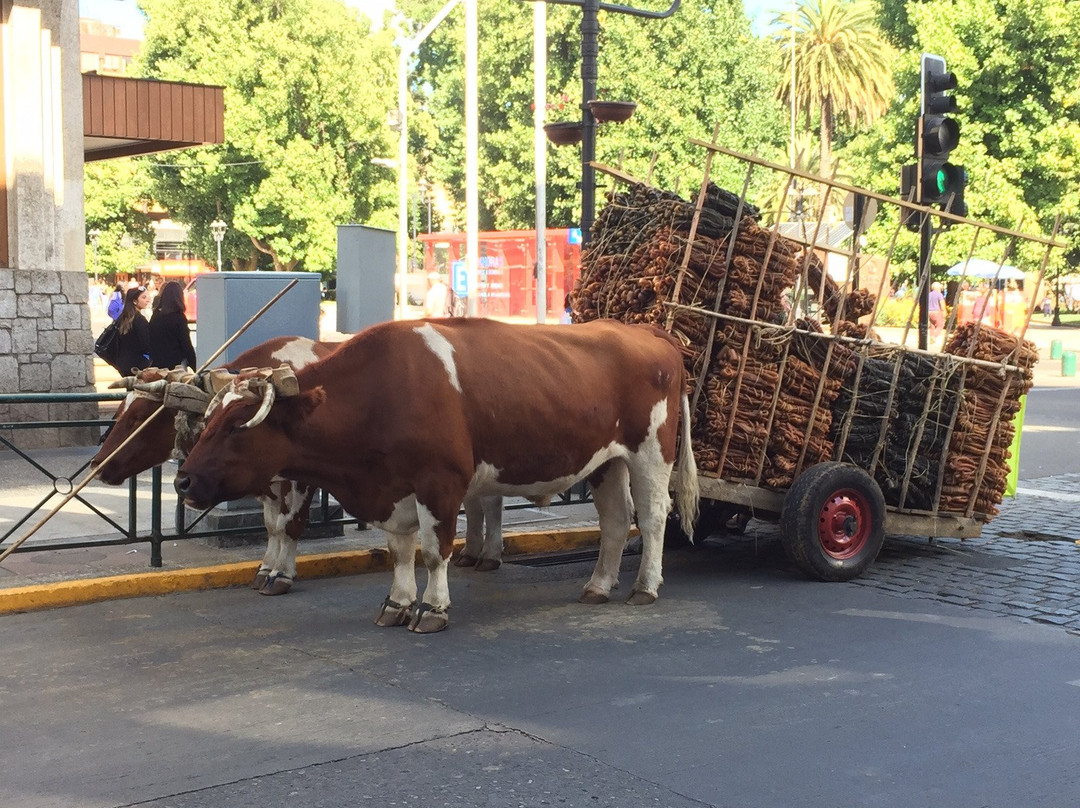 Plaza Anibal Pinto-特木科必去景点