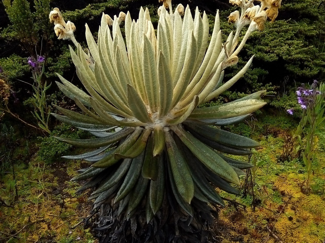 Lake Otun-佩雷拉必去景点