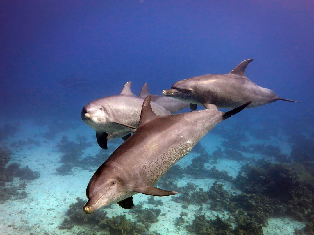 Tauchen Hurghada - Deutsche Tauchschule-赫尔格达必去景点