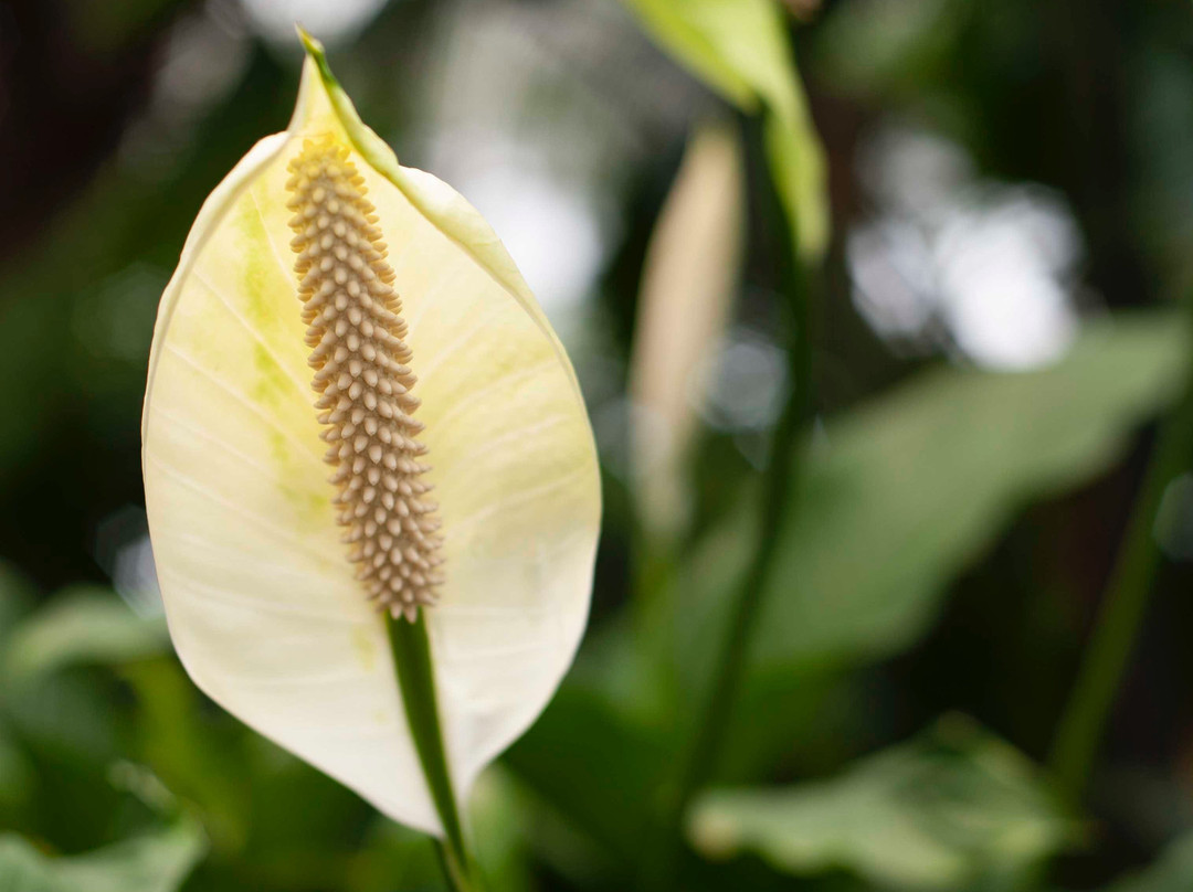 Centennial Botanical Conservatory景点图片