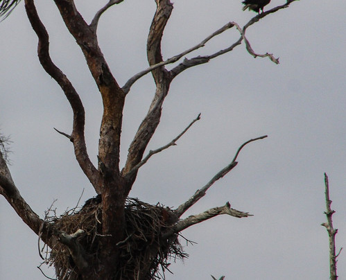 Osprey Guide Services - Tours-Yankeetown必去景点