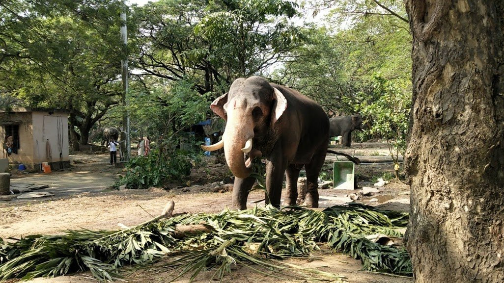 Elephant Camp Sanctuary景点图片