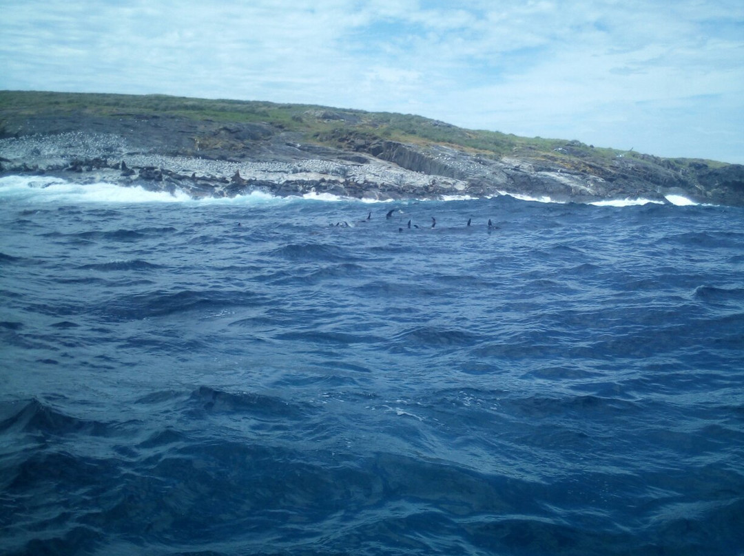 Montague Island Adventures & Charter Fish Narooma景点图片