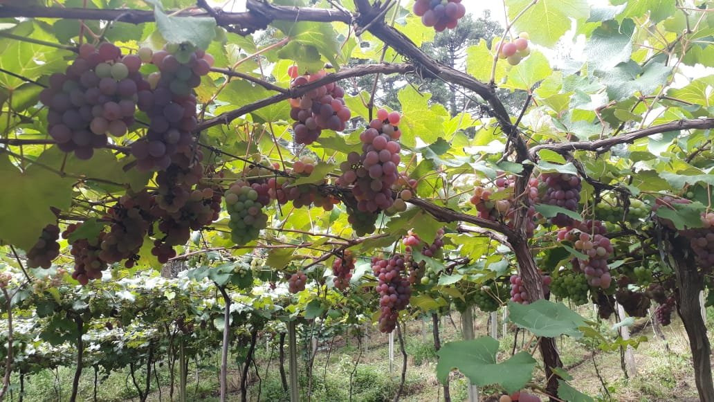 Vinicola Sanber景点图片