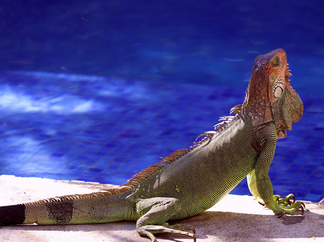 Blue Surf Sanctuary主图