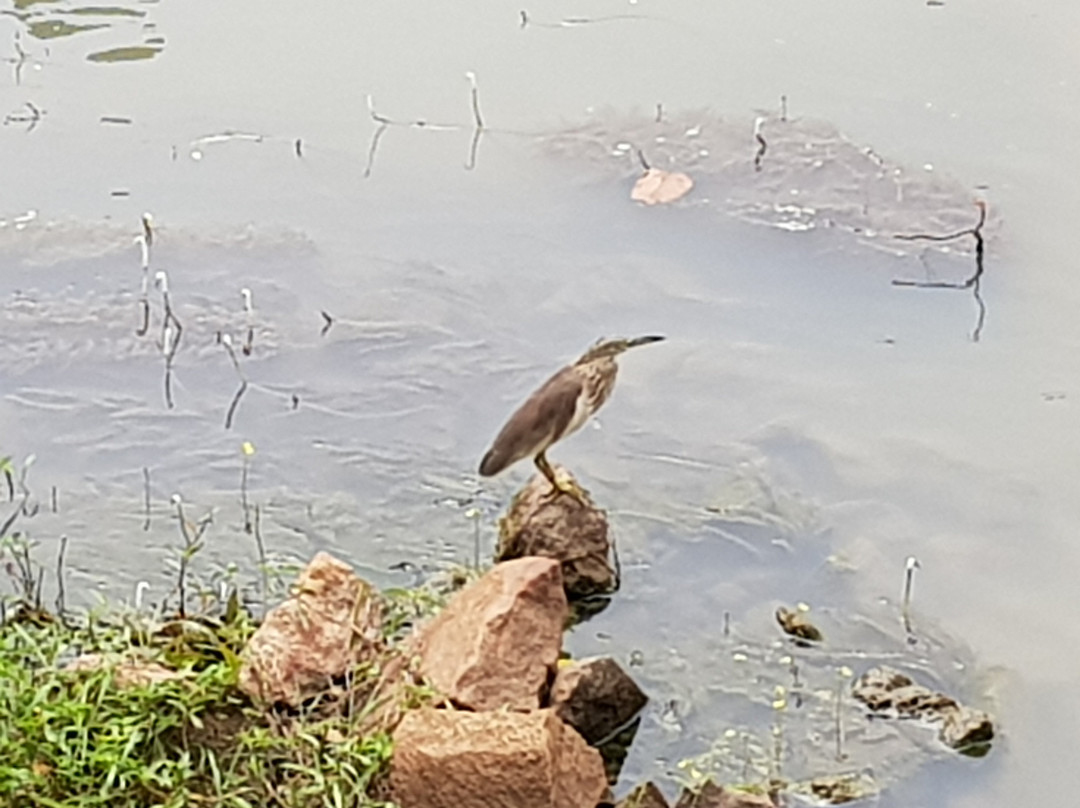 国家野生动物园-科伦坡必去景点