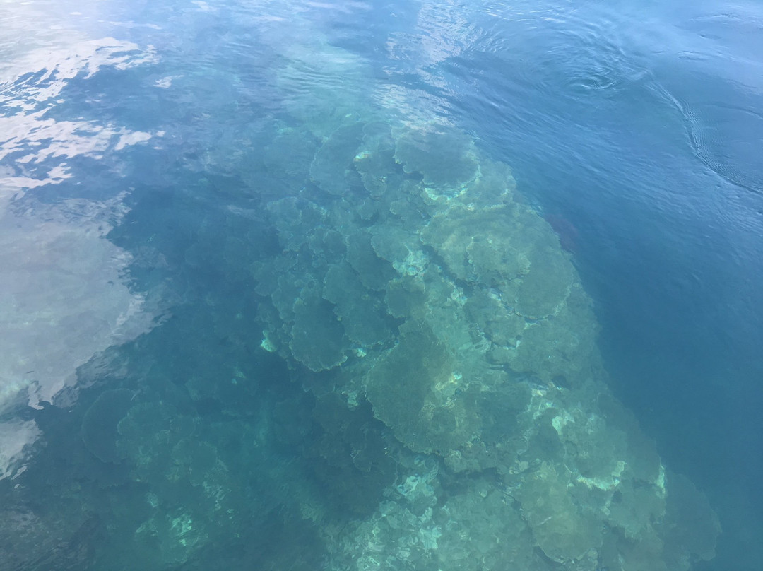 Tatsukushi Marine Sightseeing (Glass-bottomed Boat)-土佐清水市必去景点