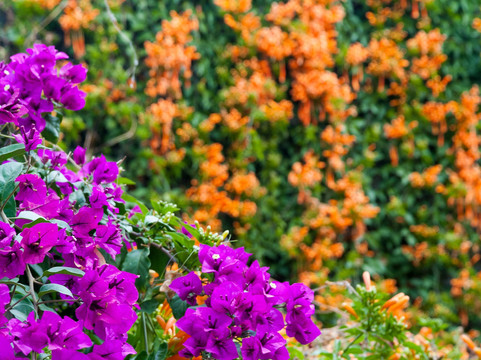 大理双廊春暖花开客栈主图