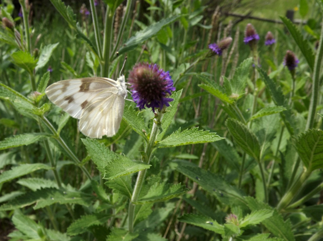 Santa Fe National Forest-新墨西哥必去景点