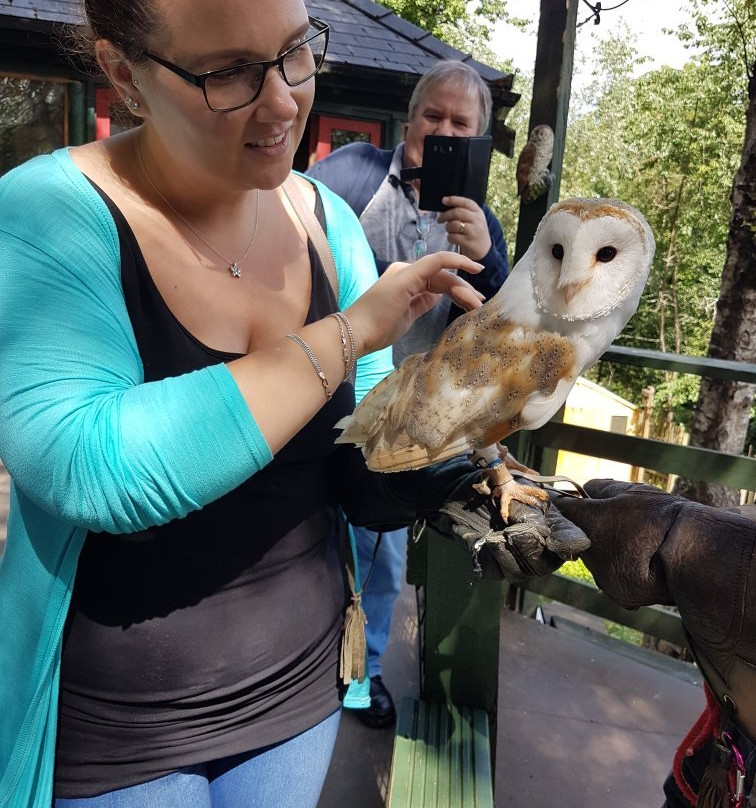 Festival Park Owl Sanctuary景点图片