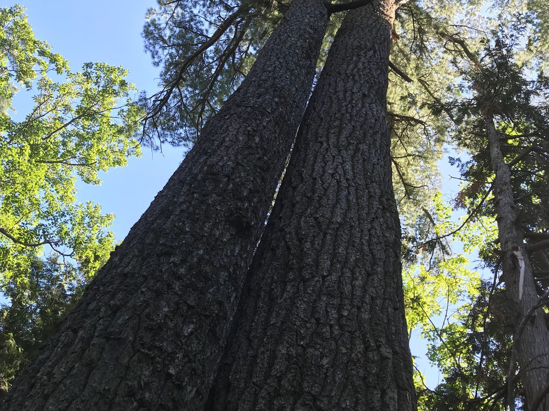 Estivant Pines Nature Sanctuary景点图片