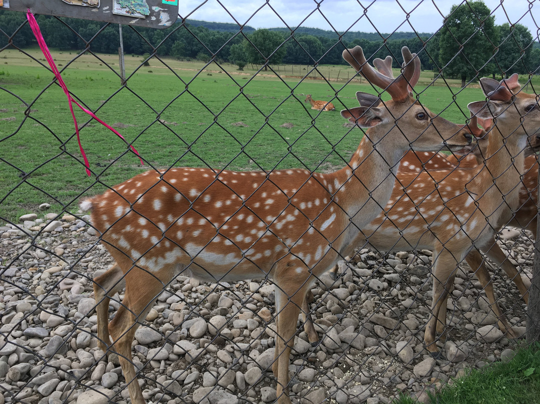Khust旅游景点-Lypcha Deer Farm