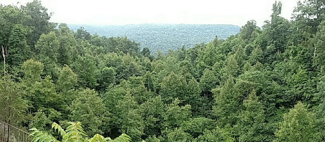 The Garden Inn主图