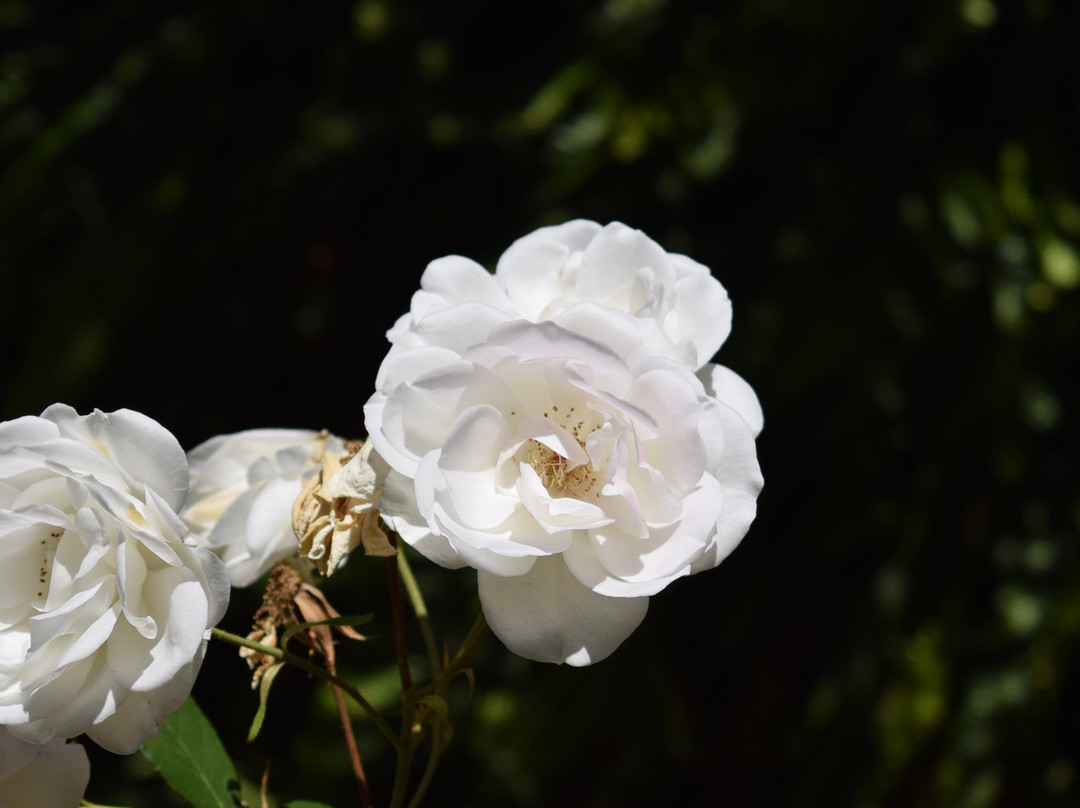 Jubilee Lodge Guesthouse主图