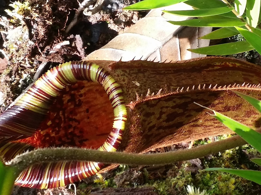 Prayer Mountain-Bario必去景点