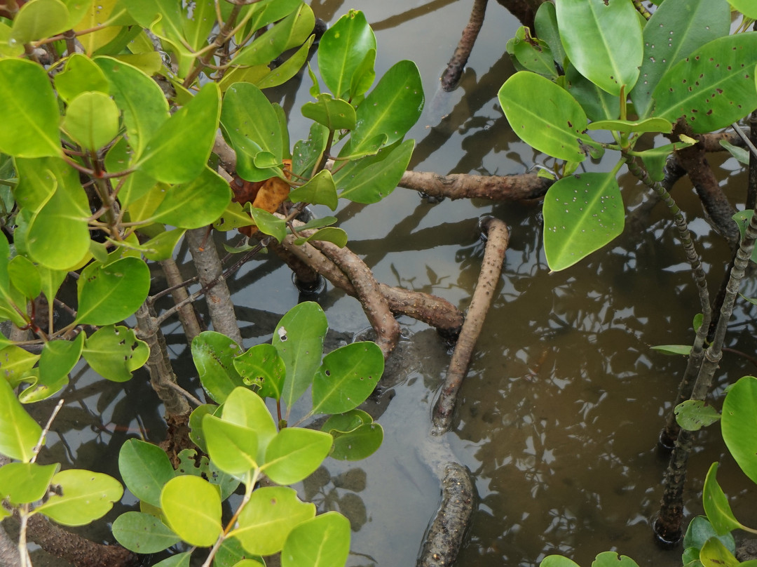 The Sirindhorn International Environmental Park景点图片