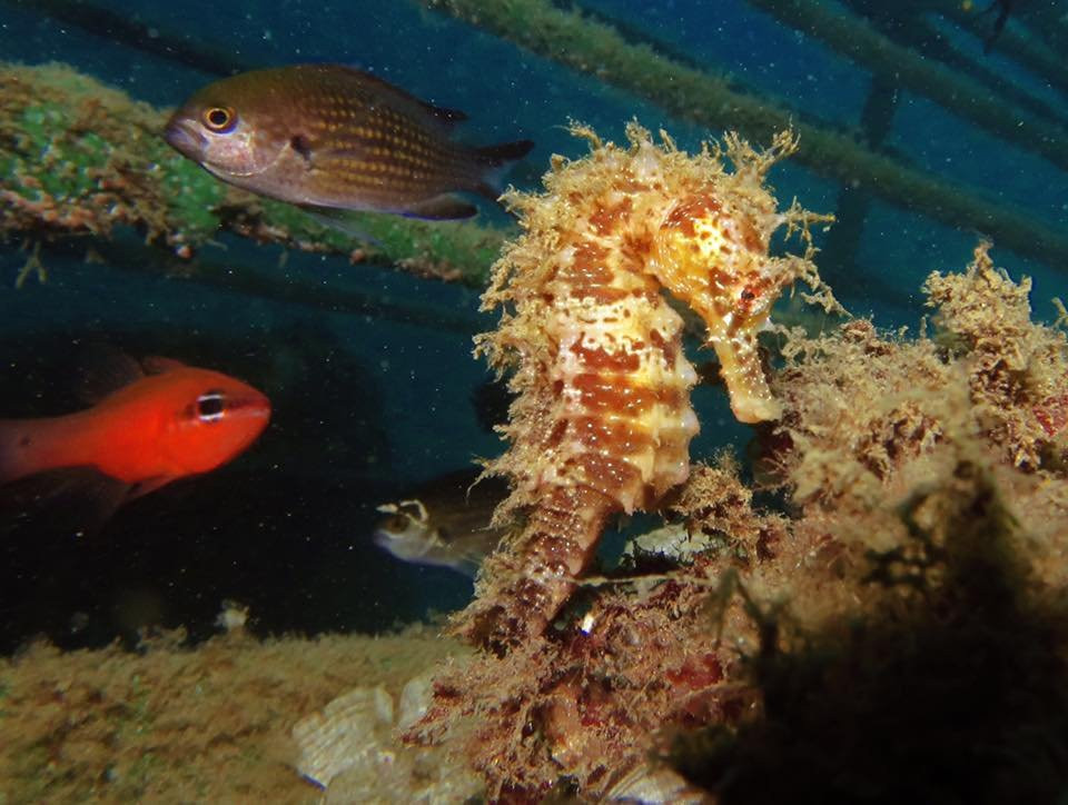 Buceo Crised景点图片