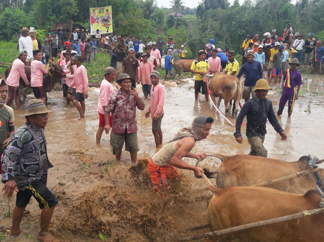 Bull Race Festival-Payakumbuh必去景点