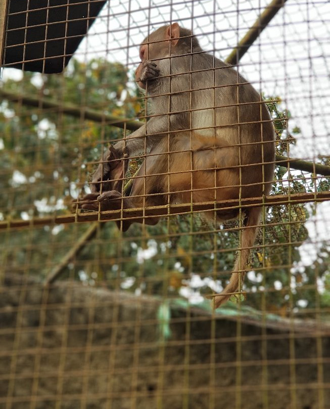 Nagaland Zoological Park景点图片