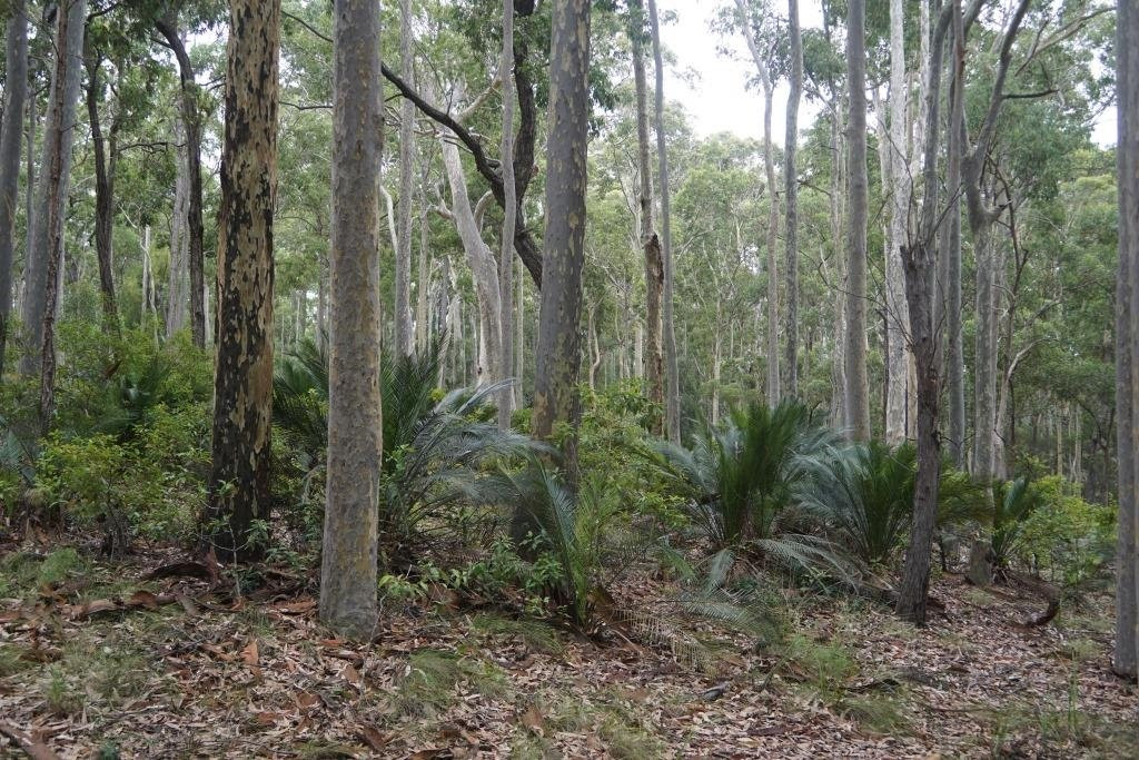 Bodalla Forest Rest Area-Bodalla必去景点