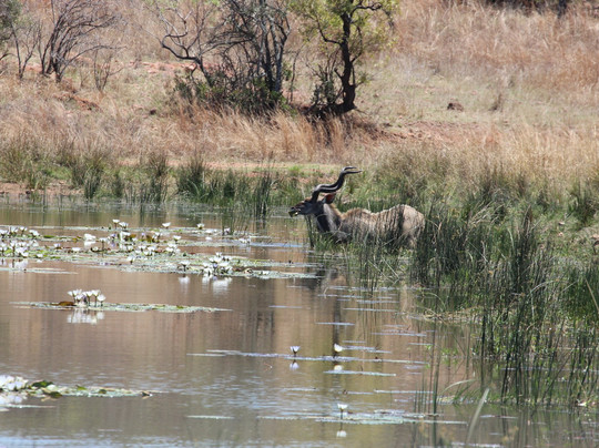 Mangwa Valley Game Lodge主图