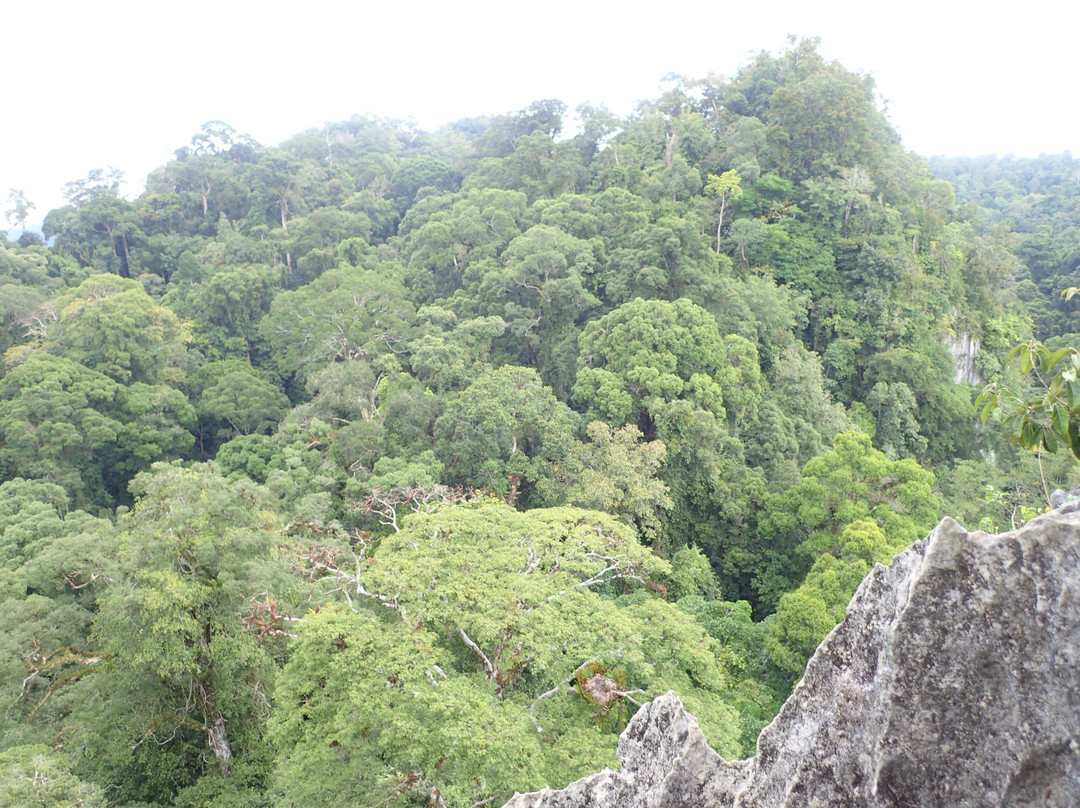 Kota Kinabatangan旅游景点-Batu Punggul Caves