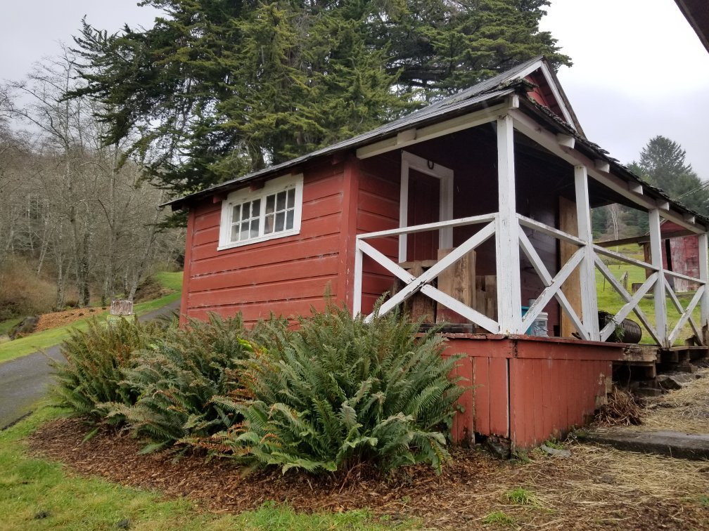 Oregon's Largest Monterey Cypress-布鲁金斯必去景点
