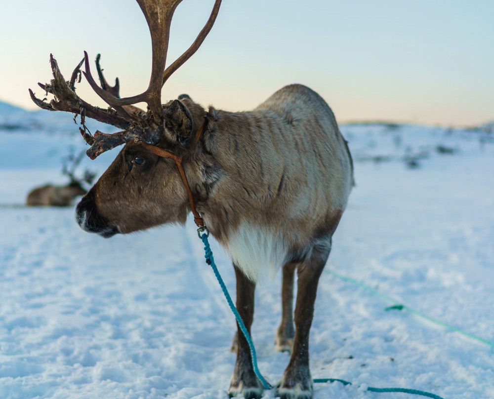 Sami Adventure景点图片