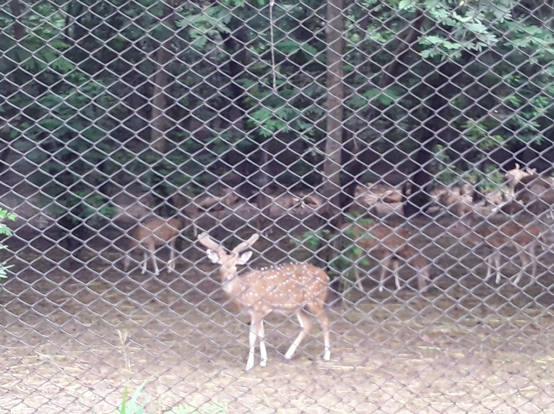 Deer Park景点图片