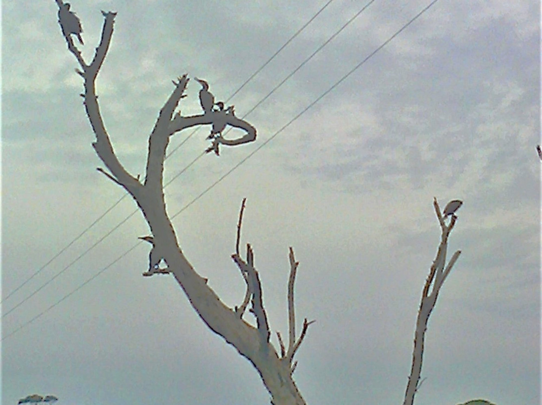 Coogoorah Park Nature Reserve-安格尔西岛必去景点