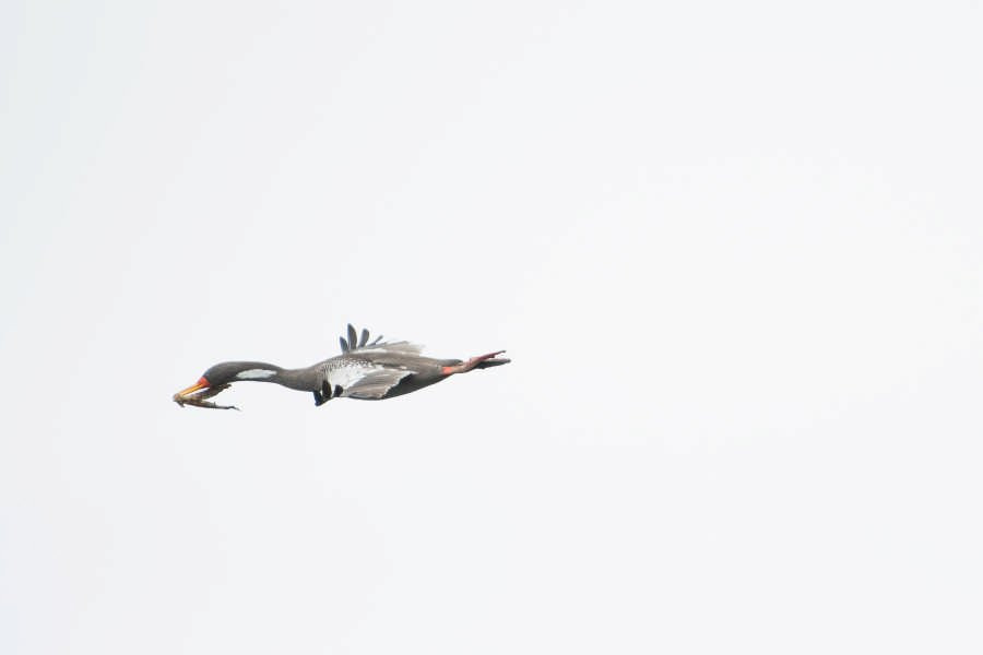 South Birding Peru景点图片