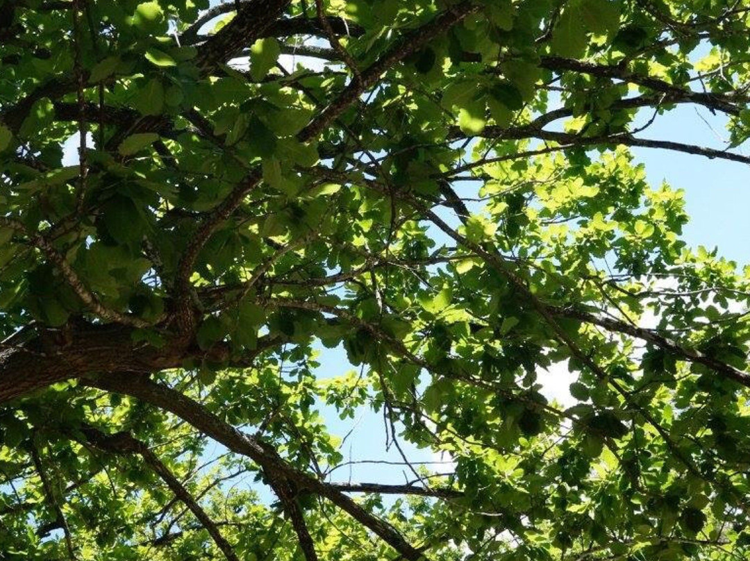 Oak Forest-Harcourt必去景点