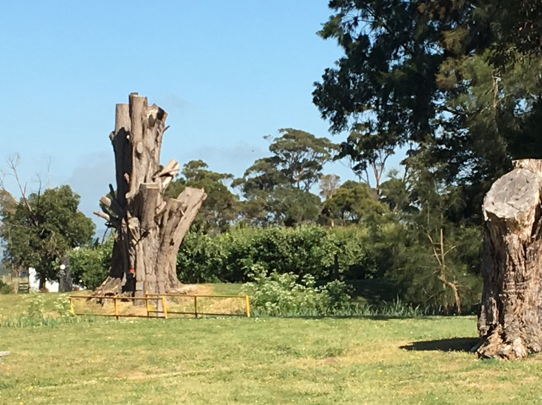Toora旅游景点-Toora Heritage Pear Orchard