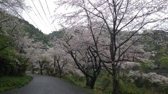 Cherry Blossom Trees along Yunoko Beach Road-水俣市必去景点