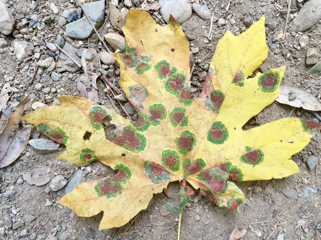 Deer Creek Tribute Trail-Nevada City必去景点