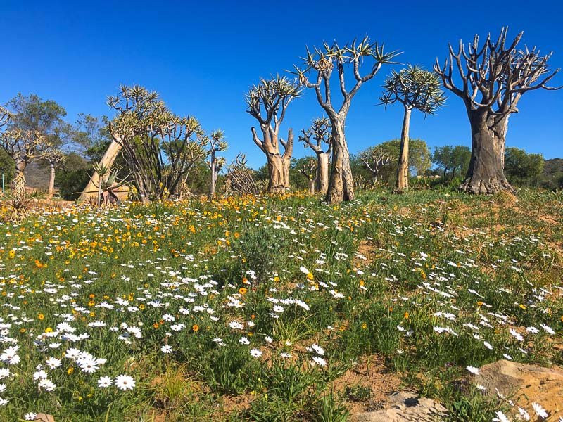 克兰威廉旅游景点-Ramskop Nature Reserve
