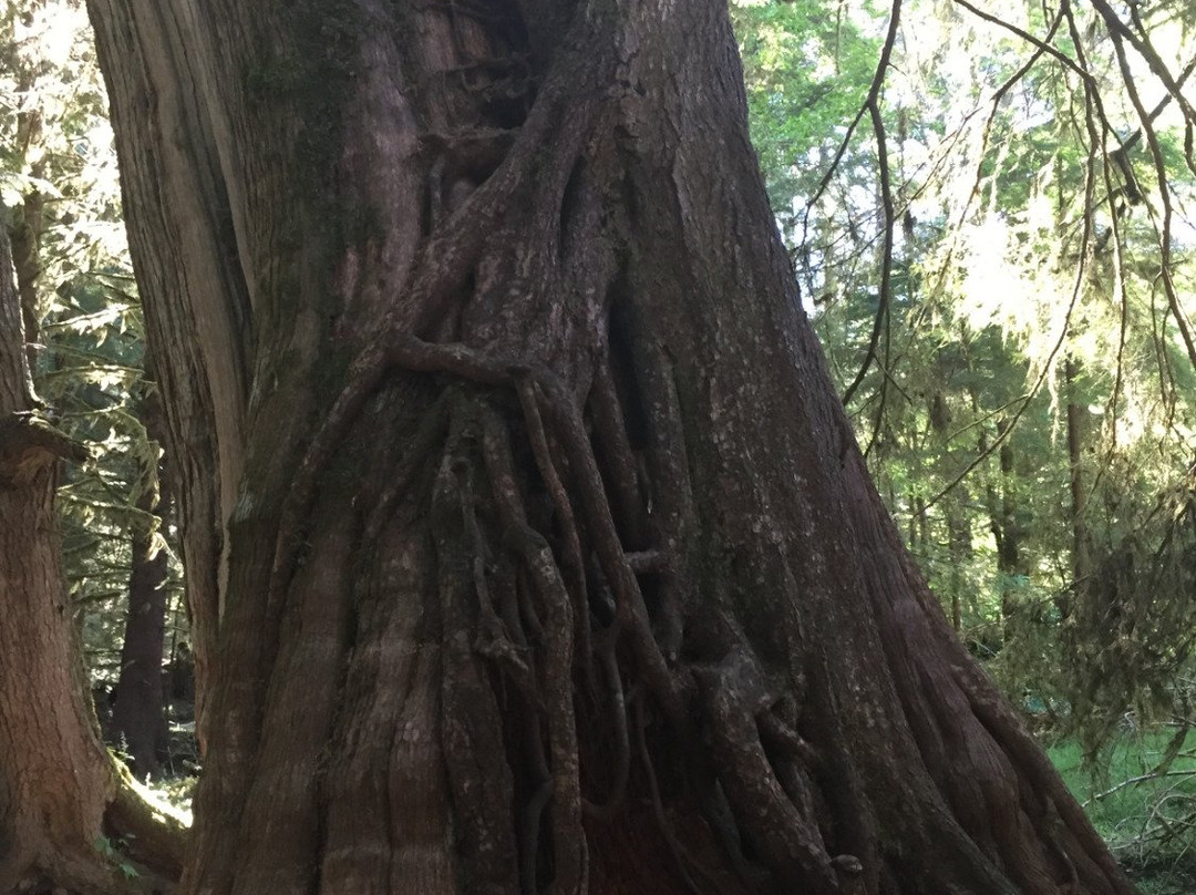 Golden Spruce Trail-Port Clements必去景点