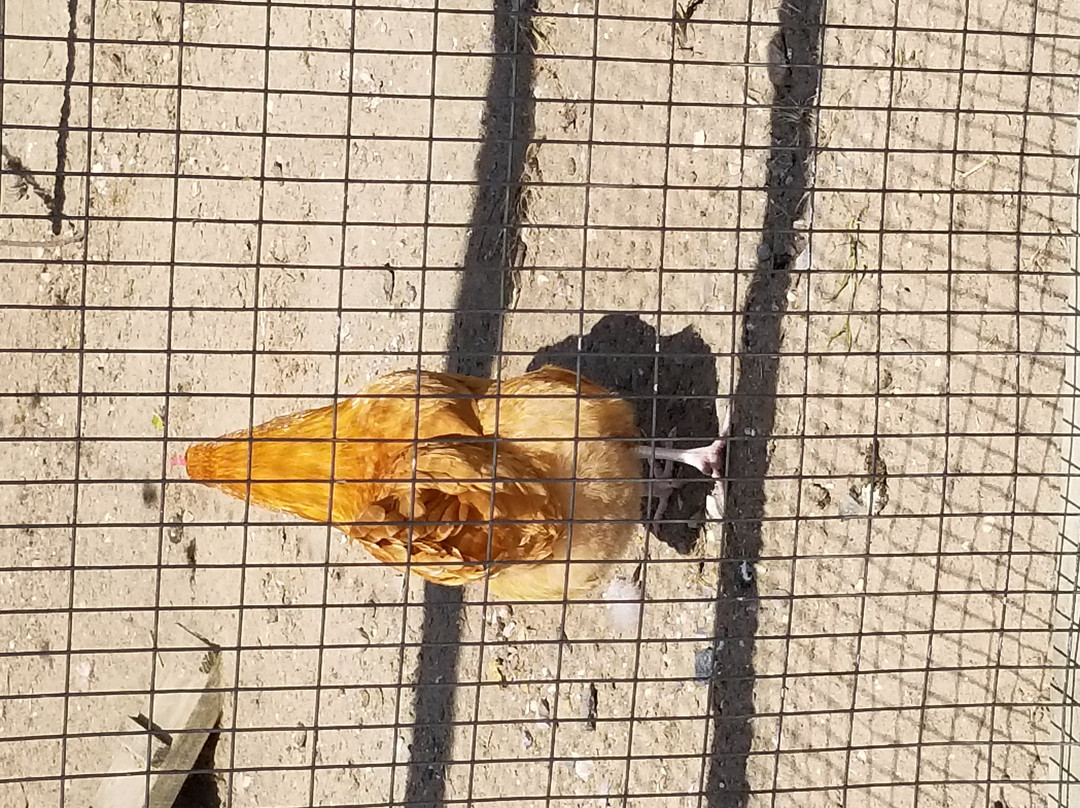 Kinder Farm Park-Millersville必去景点