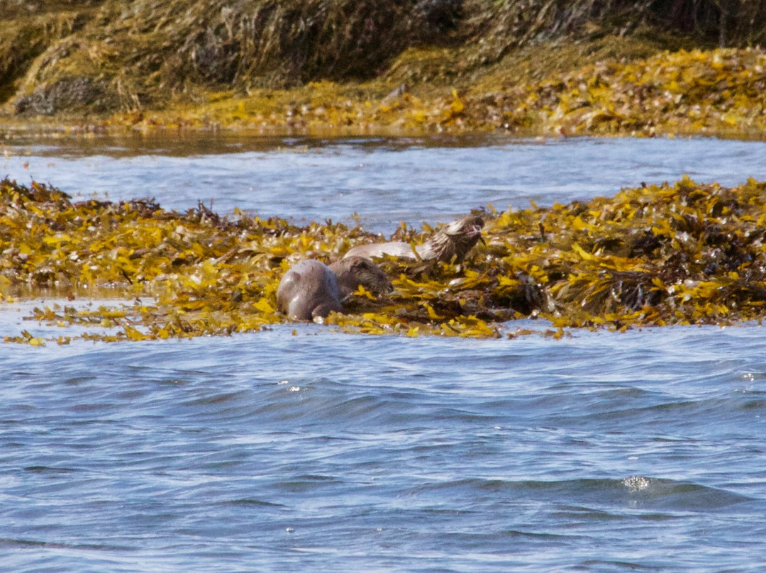 Mull Wildlife Tours景点图片