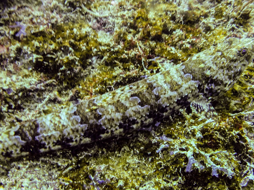 SeaQuest Sub-阿拉伊阿尔港必去景点